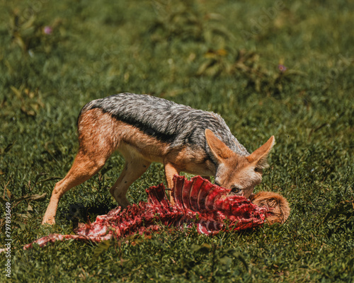 Fotografie Jackal feasting on a carcass in Masai Mara