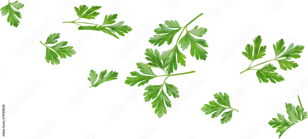 flying parsley leaf in the air flying parsley leaf in the air