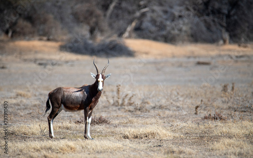 A bontebok ram (Damaliscus pygargus dorcas) in Camdeboo National Park. Notice the brown sticky material on his muzzle which is secreted from the preorbital glands (important for scent marking). photo