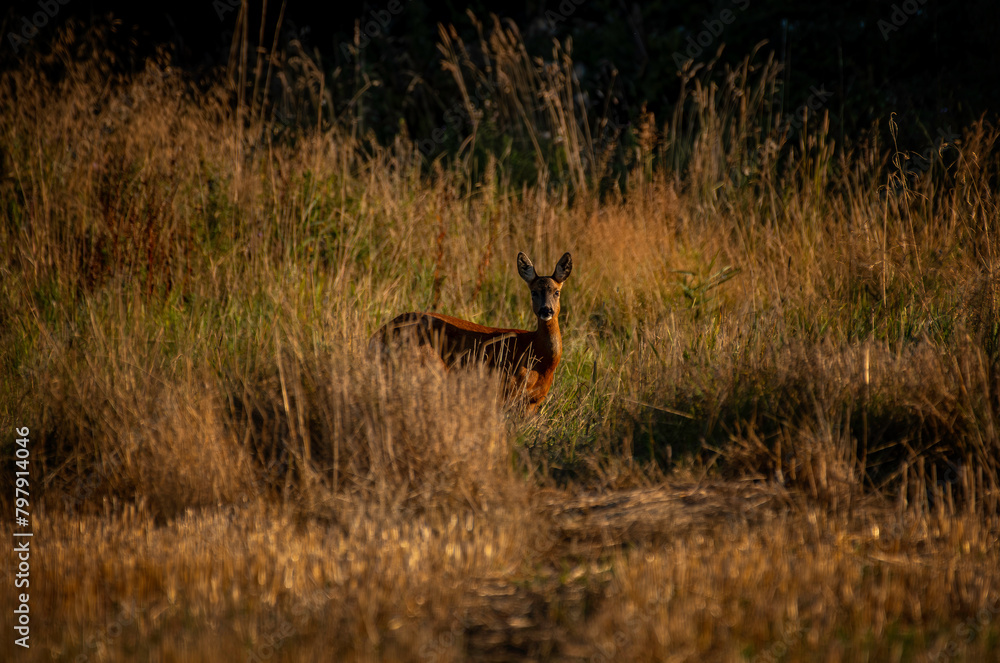 deer in the woods clearing deer in the woods clearing