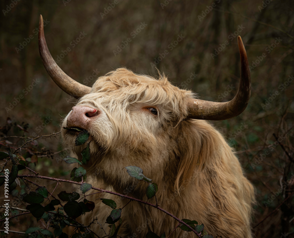 scottish highland cow portrait scottish highland cow portrait