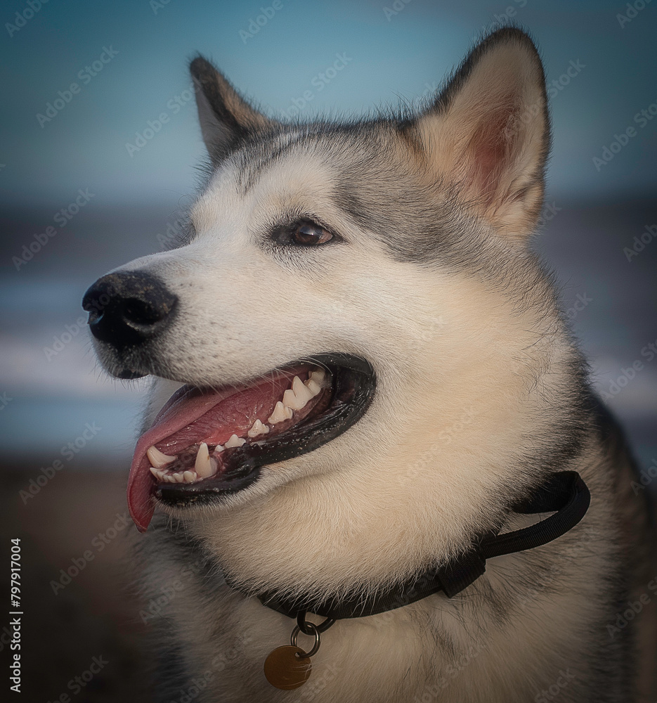 portrait of an Alaskan Malamute dog husky