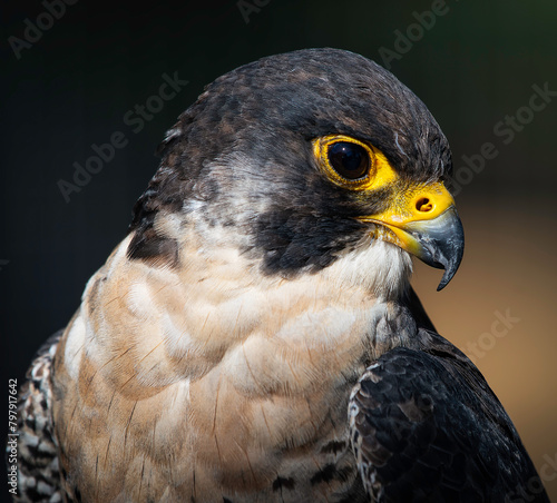 close up of a peregrine falcon 2
