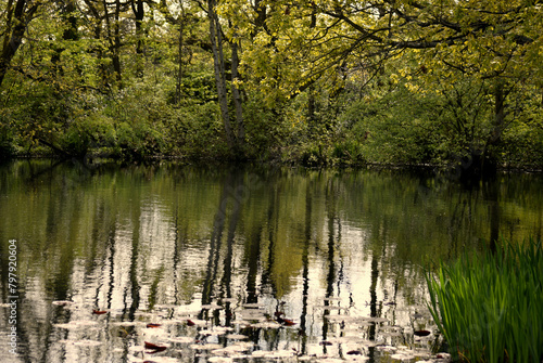 Serenity of Woodland Pond with Reflective Elegance