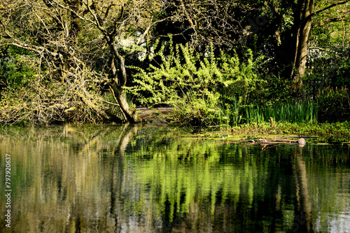 Serenity of Woodland Pond with Reflective Elegance © simon