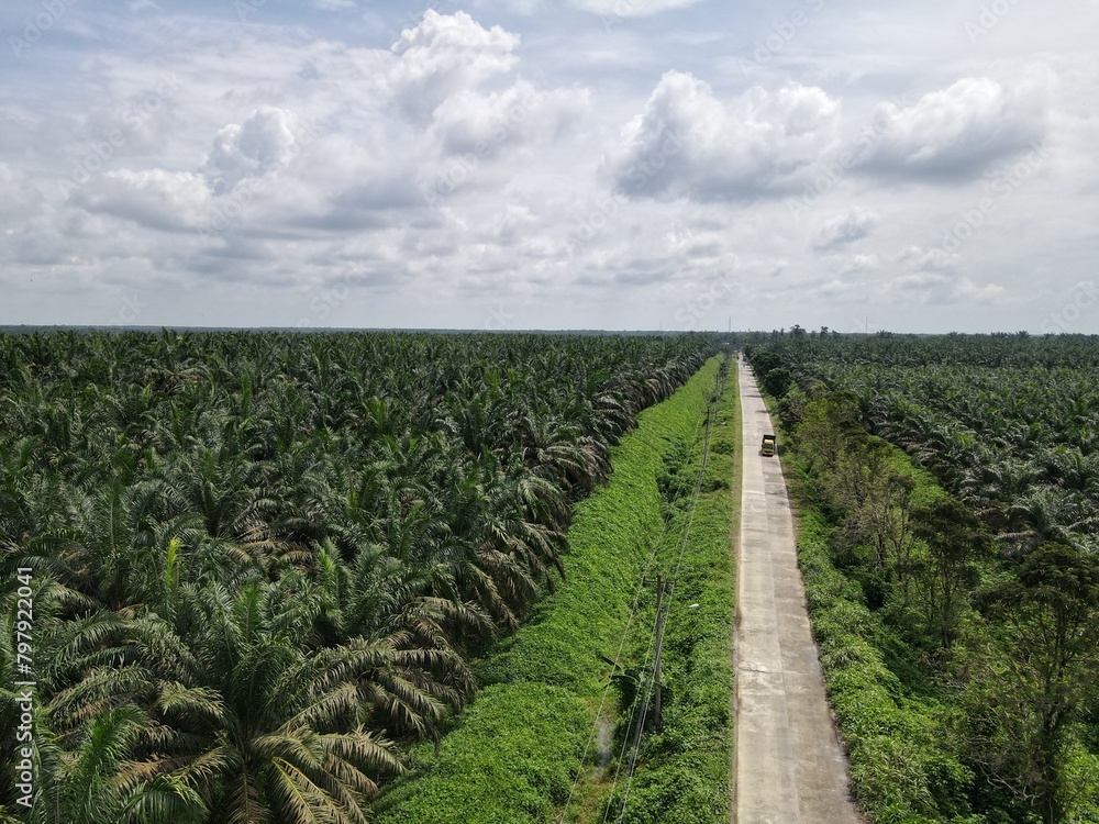 Obraz premium Aerial view of a road in the middle of an oil palm plantation in Southeast Asia. plantation palm oil sawit.