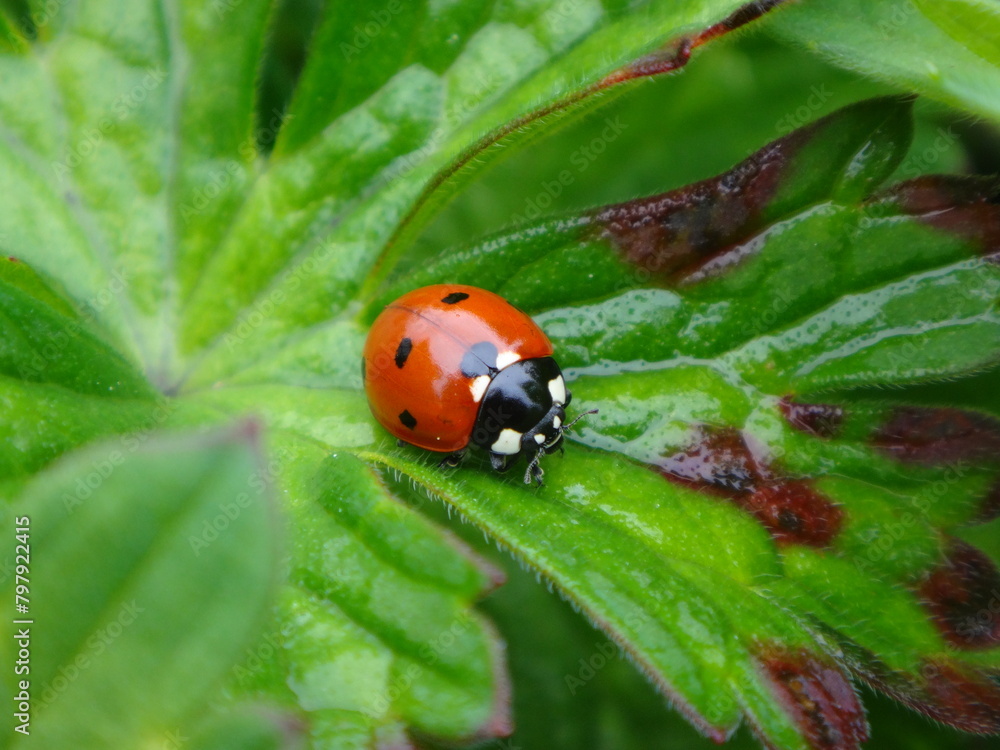 Fototapeta premium Seven-spot ladybird beetle (Coccinella septempunctata) sitting on a geranium leaf