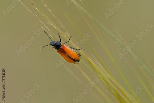 A Lydus Tarsalis Beetle on a Stalk of Wheat photo