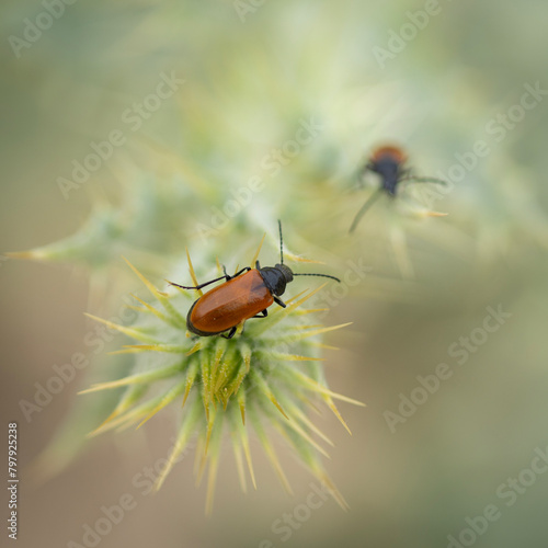 Lydus Tarsalis Beetles on a Thorny Plant photo