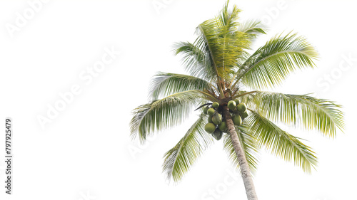 Single coconut palm tree with green coconuts against a clear white background.