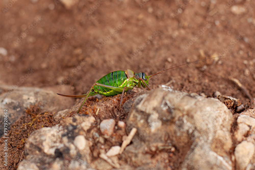 Big green grasshopper on a stone close-up view Big green grasshopper on a stone close-up view