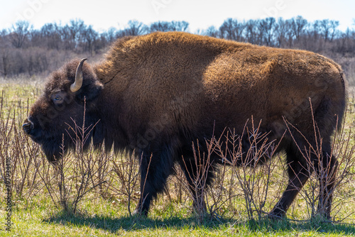 Full Body Side View American Bison