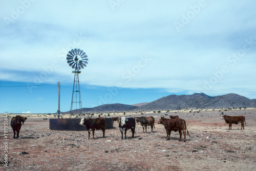 Cows in Pasture. American West, Arizona