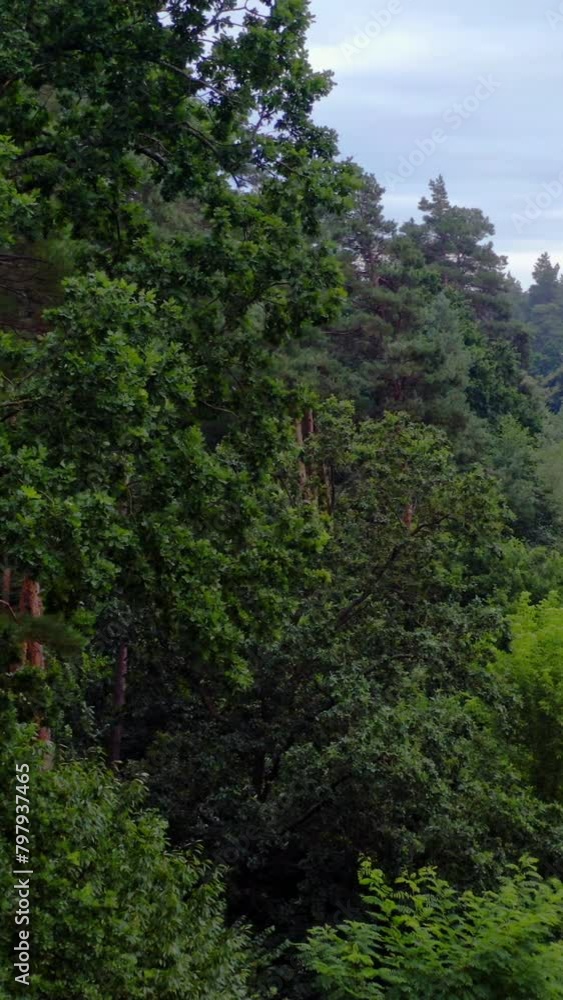 Beautiful forest in summer. Green landscape at day time. Amazing scenery of a woodland. Peaceful atmosphere in forest. Vertical video Beautiful forest in summer. Green landscape at day time. Amazing scenery of a woodland. Peaceful atmosphere in forest. Vertical video