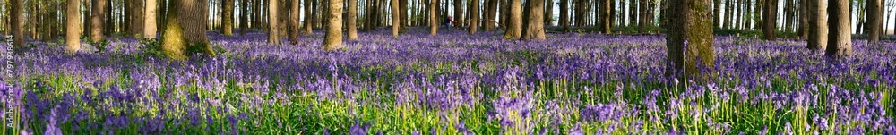Naklejka premium Bluebell carpet in the woods. Springtime in United Kingdom -