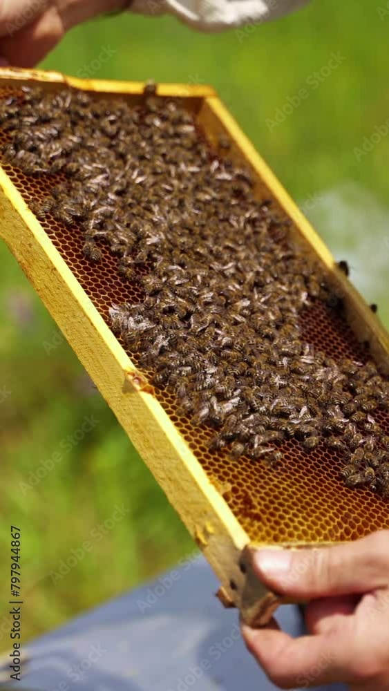 Bee frame in man's hands. Beekeeper holding and inspecting the honeycombs on the wooden frame with bees. Bees making pure organic product. Vertical video Bee frame in man's hands. Beekeeper holding and inspecting the honeycombs on the wooden frame with bees. Bees making pure organic product. Vertical video