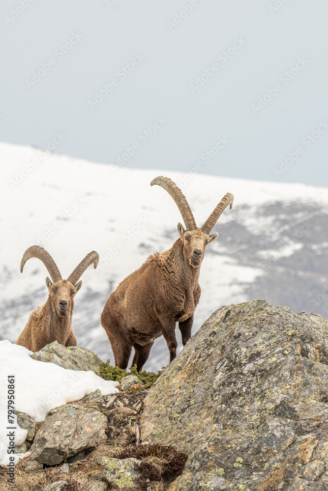 Pair of huge adult male Alpine ibexes observing from a rock in their typical alpine environment with snowy slopes in the background. Selective focus, Vertical. Alps Mountains, Italy.