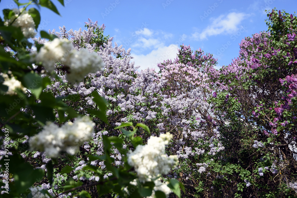 Lilac flowers in bloom