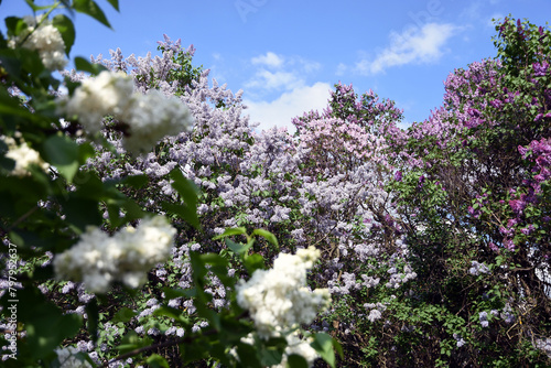 Obraz na płótnie Lilac flowers in bloom w salonie
