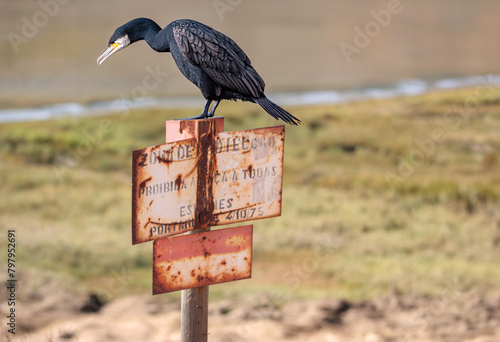 corvo marinho photo
