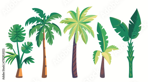 Palm tree jungle tropical plant. Exotic green leaf an