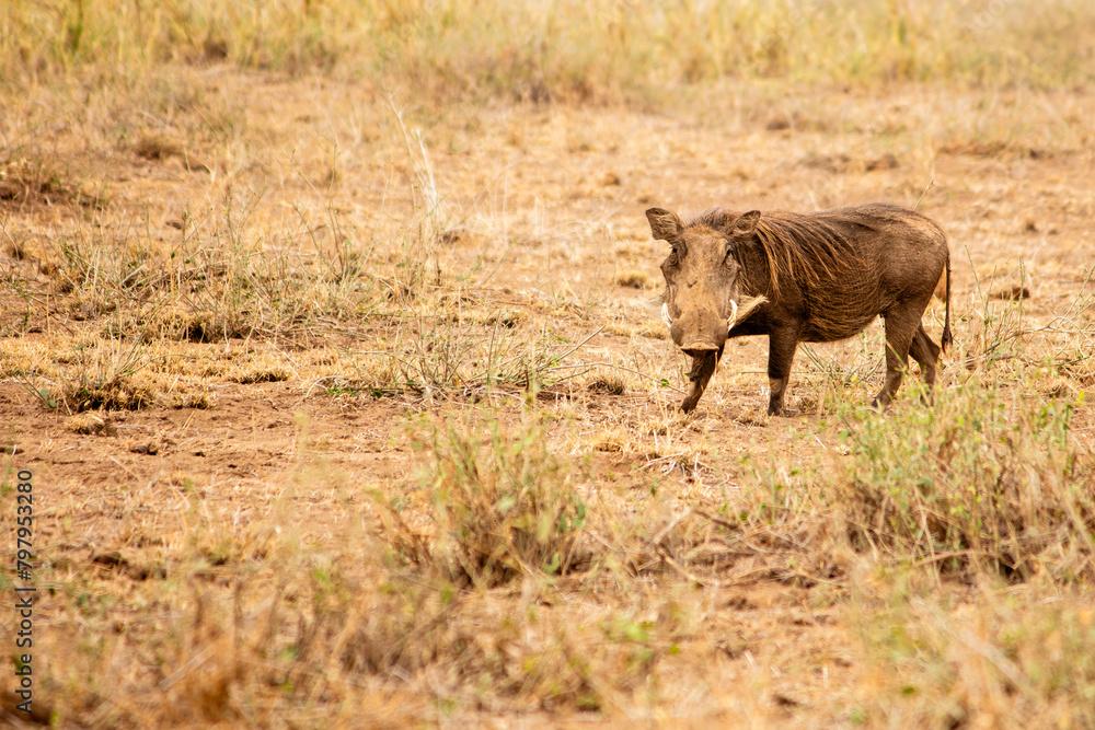 An adult common warthog looking at the camera in Amboseli National Park, Kenya
