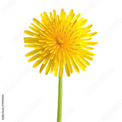 Yellow dandilion isolate on transparent png.
