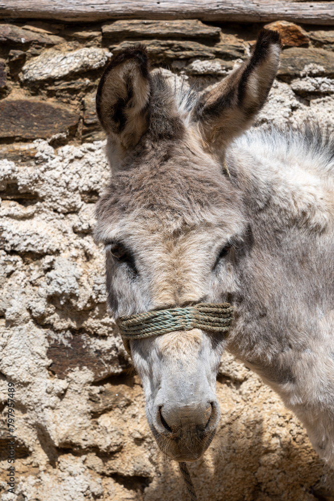 Donkey Portrait. Capturing Character Against Stone Wall Backdrop Somewhere in Macedonia.2021. Donkey Portrait. Capturing Character Against Stone Wall Backdrop Somewhere in Macedonia.2021.