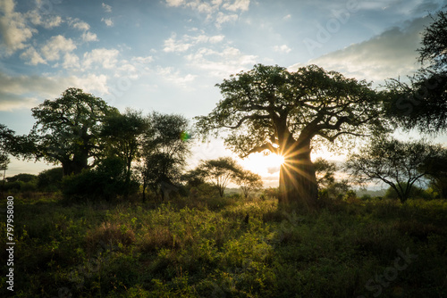 Sunrise at the Tarangire National Park, Tanzania photo