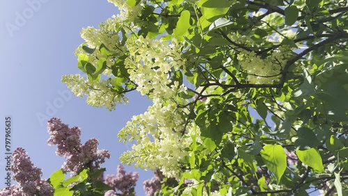 Only yellow lilac bush in spring park.