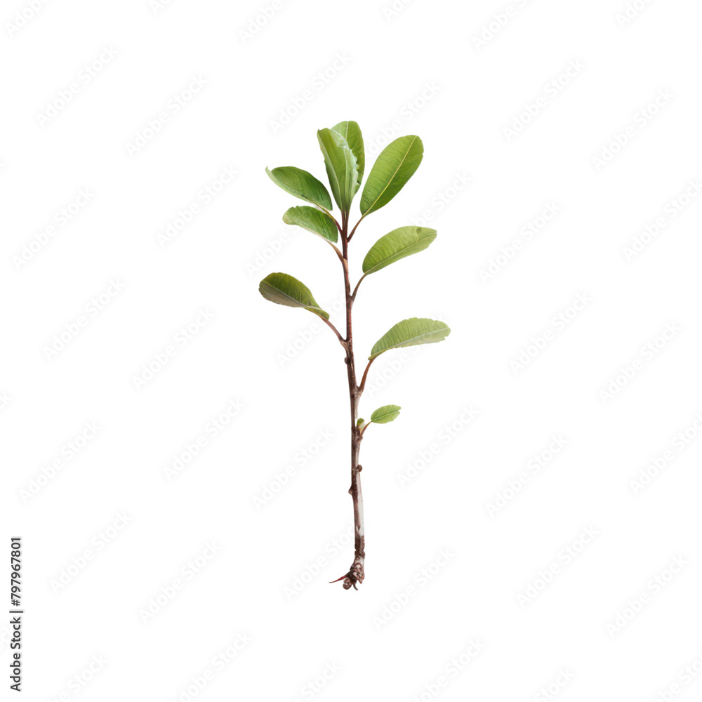 Tiny plant isolate on transparent png. Tiny plant isolate on transparent png.