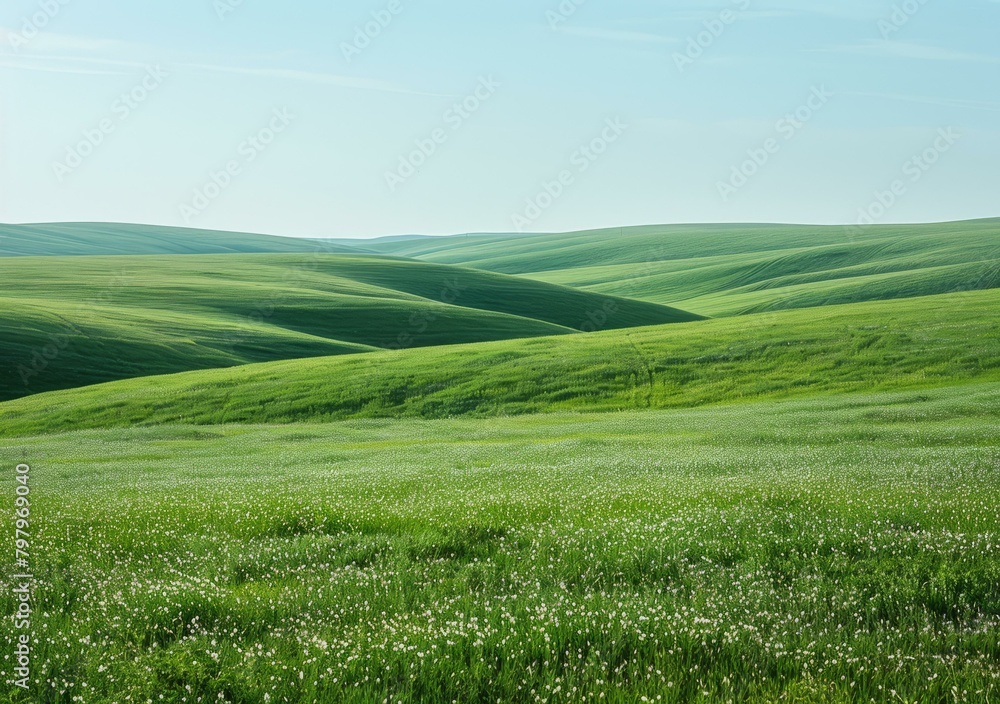 b'Green rolling hills of wheat field with white flowers'