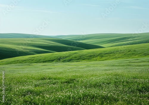 b Green rolling hills of wheat field with white flowers 
