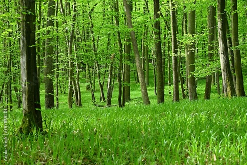 Beautiful green forest with trees in the background. Concept for nature and environment. Spring in the forest landscape.