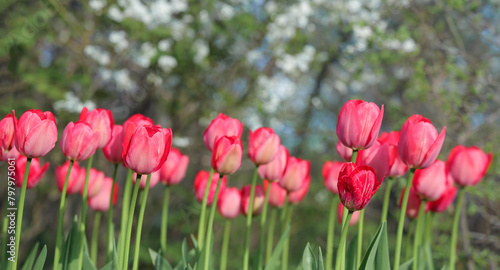 Pink tulip flowers  backdrop of blooming spring garden	