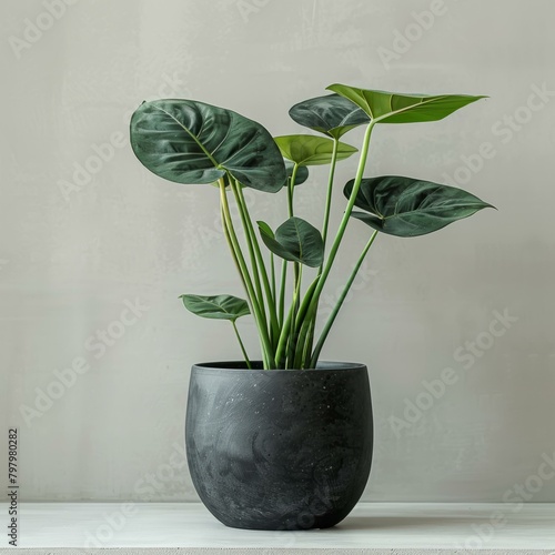 b'Alocasia Lauterbachiana in a dark pot on a white table' photo