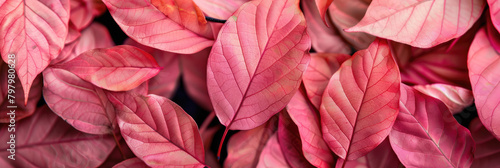 Backgrounds of pink leaves with bright accents