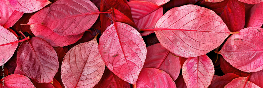 Backgrounds of pink leaves with bright accents