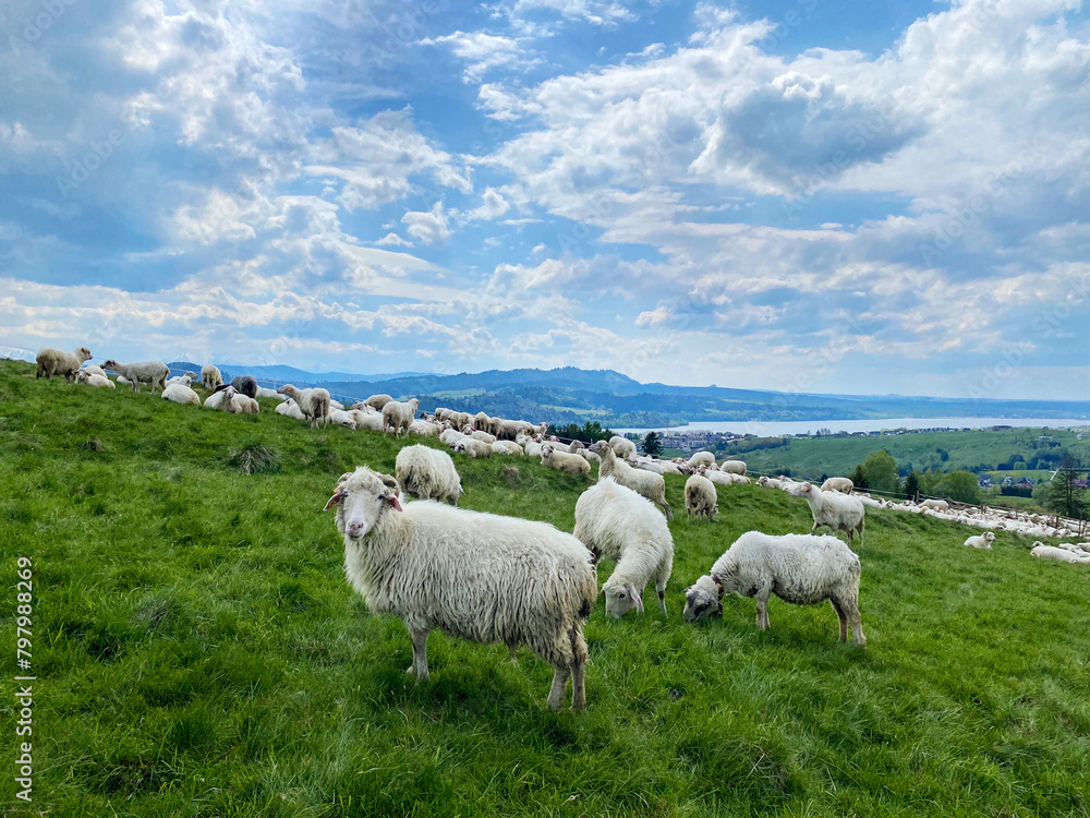 Flock of sheeps in mountains