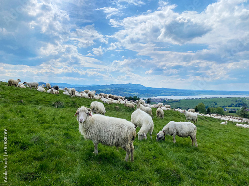 Flock of sheeps in mountains © gertrudda