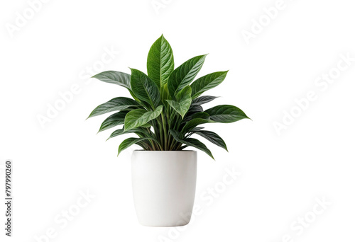 Photo: plant in a pot on transparent background plant in a pot on transparent background