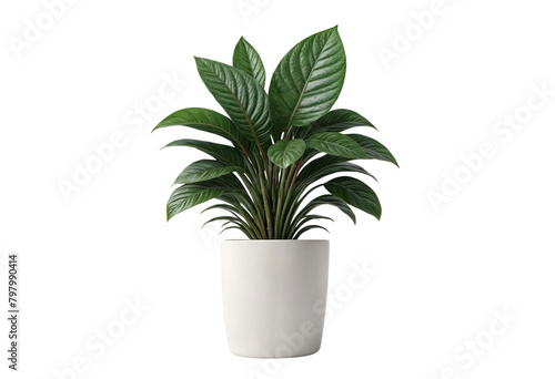 plant in a pot on transparent background