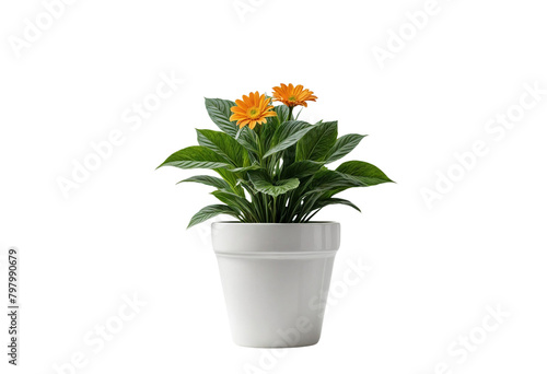 plant in a pot on transparent background