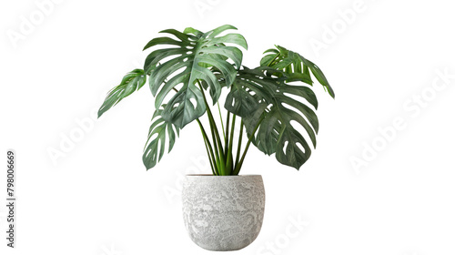 Monstera plant in a pot isolated on a white background