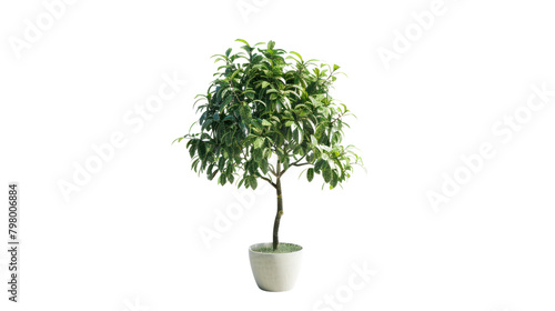 Where to collect investment income and grow with plants in pots Isolated on a white background.