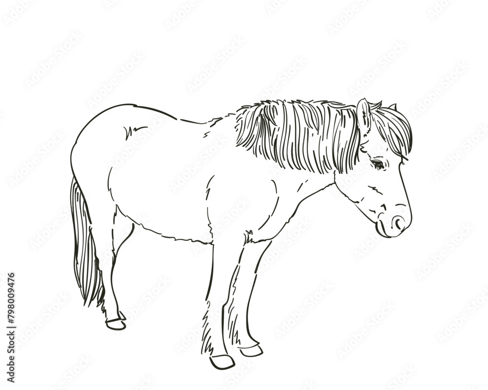 Drawing of a standing horse, Full length equine portrait vector illustration Drawing of a standing horse, Full length equine portrait vector illustration