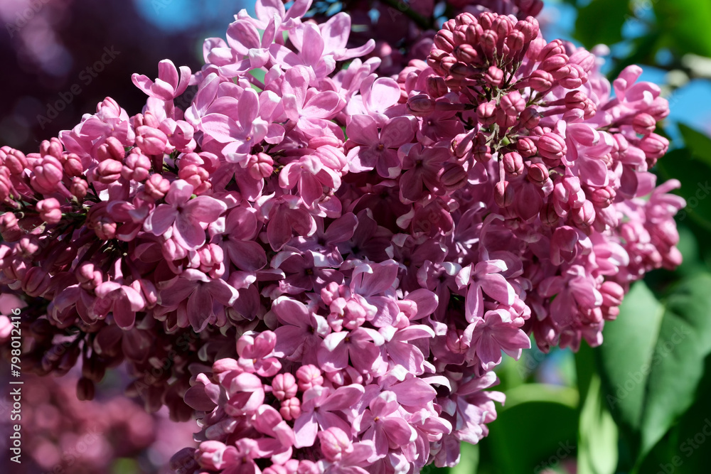 Obraz premium Lush beautiful lilac blossom in a botanical garden on a bright sunny spring day