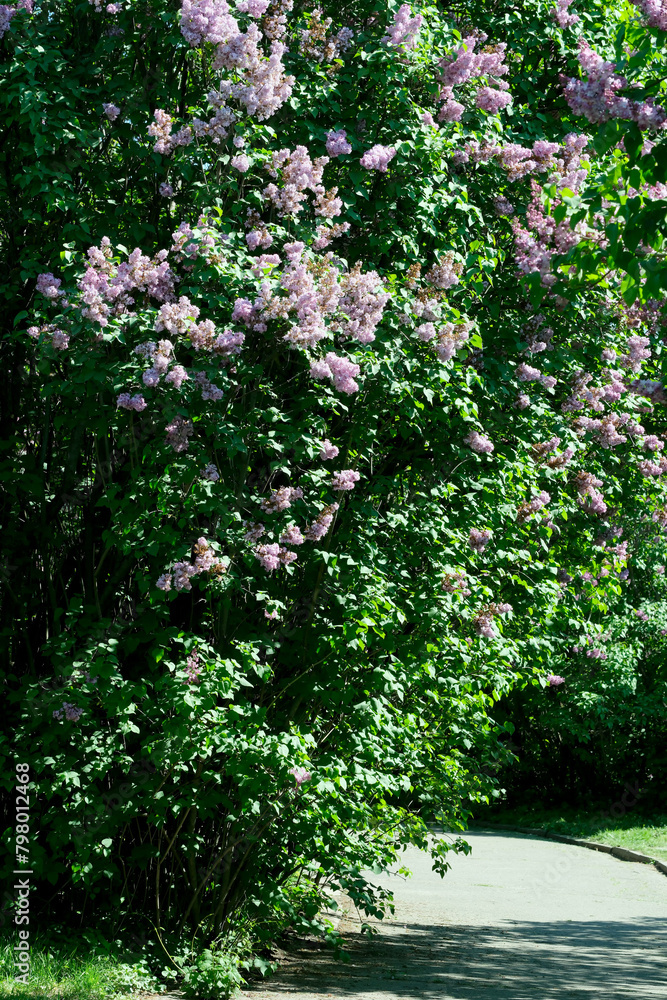 Landscape botanical park on a bright sunny spring day Landscape botanical park on a bright sunny spring day