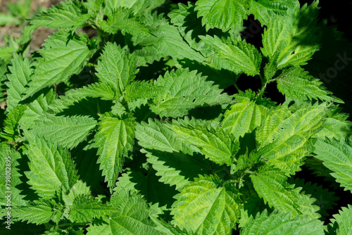 Medicinal plant herb nettle