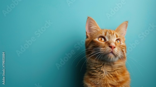 A ginger cat looking up